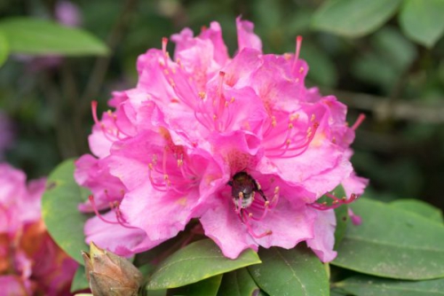 Priljubljeni rododendroni imajo radi kisla tla.
