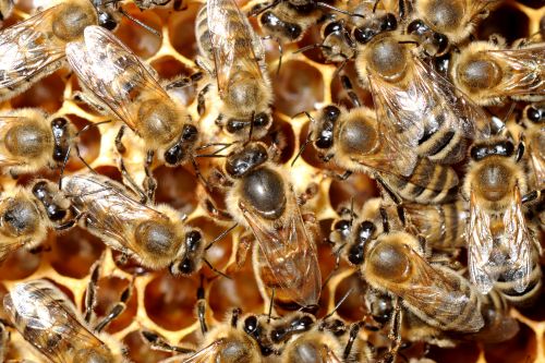 Matica je obkrožena z mladimi čebelami krmilkami, ki jo hranijo z matičnim mlečkom.