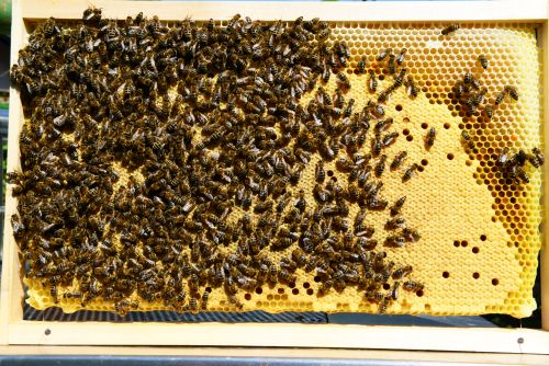 Strnjena pokrita čebelja zalega, v kateri skoraj ni videti prazne celice, je odlično spričevalo za kakovost matice. Čeprav je morda stara že dve leti, jo bomo vseeno uporabili za novo družinico –  narejenca.