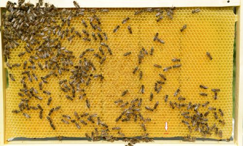 To je sat z odkrito mlado čebeljo zalego, na spodnjem robu pa so še jajčeca. Označimo ga, ker bomo po osmih dneh našli na njem najkakovostnejše matičnike, iz katerih bomo vzredile čebele najboljše matice.