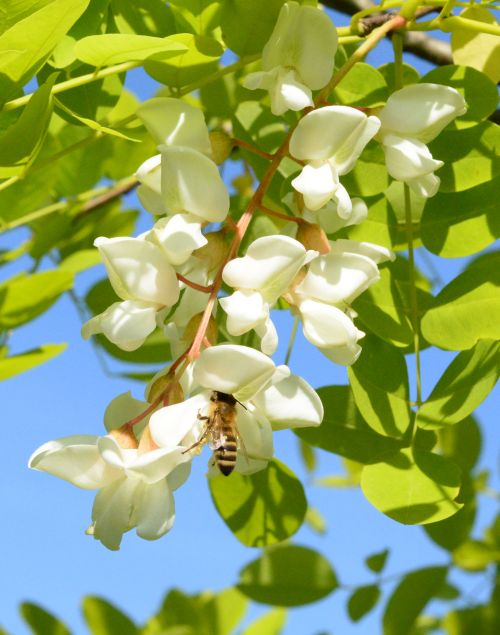 Čebela srka nektar iz cveta navadne akacije.