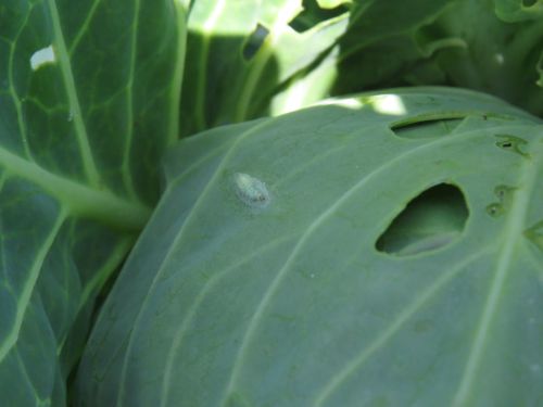 Gosenice kapusovega molja se zabubijo v belkastem kokonu na rastlinah.