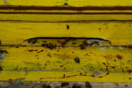 Z blatom čebel popackana brada panja. Čeprav je bila letošnja zima razmeroma mila, čebele zaradi vlažne in senčne lege mojega čebelnjaka v Ljubljani niso dobro prezimile. 