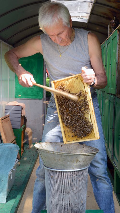 Ometanje čebel s sata v žično košaro