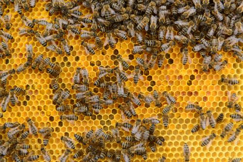 Čebele zapolnijo vse prazne celice s cvetnim prahom kostanja.